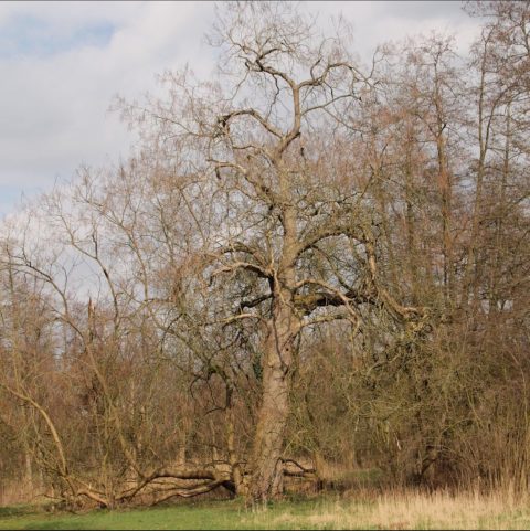 Grote, kale boom met kronkelige takken in een winterse omgeving onder een bewolkte hemel.