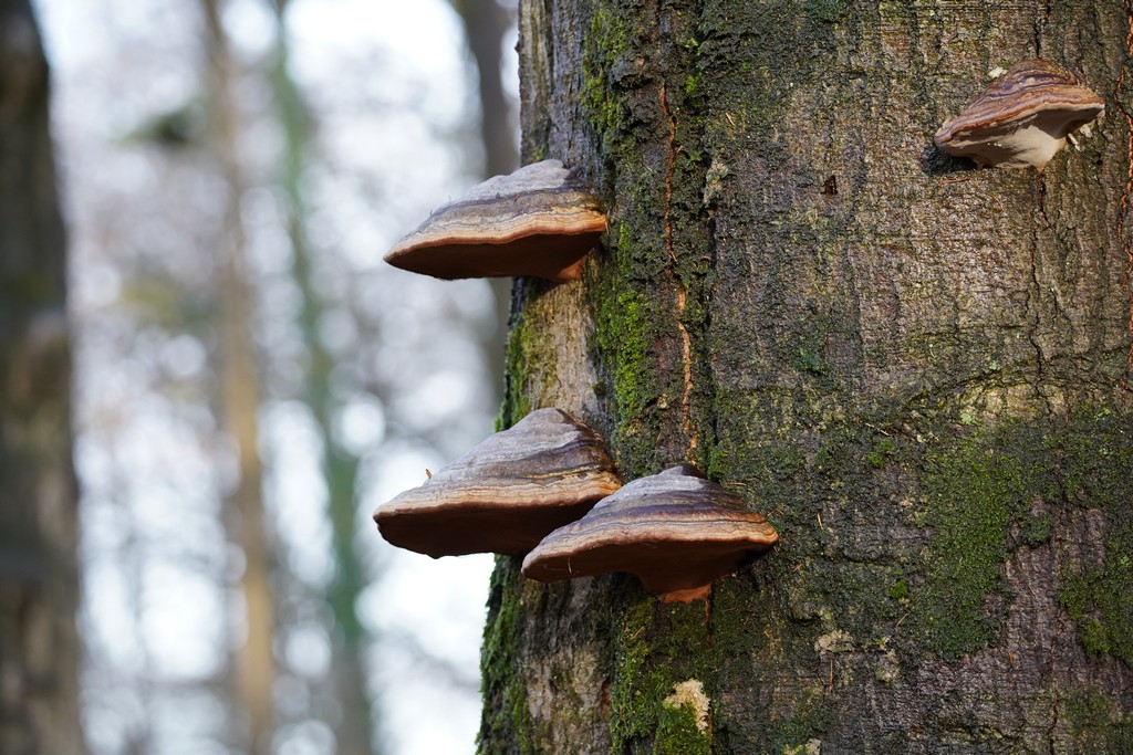 Paddenstoelen groeien op een met mos bedekte boomstam in het bos.