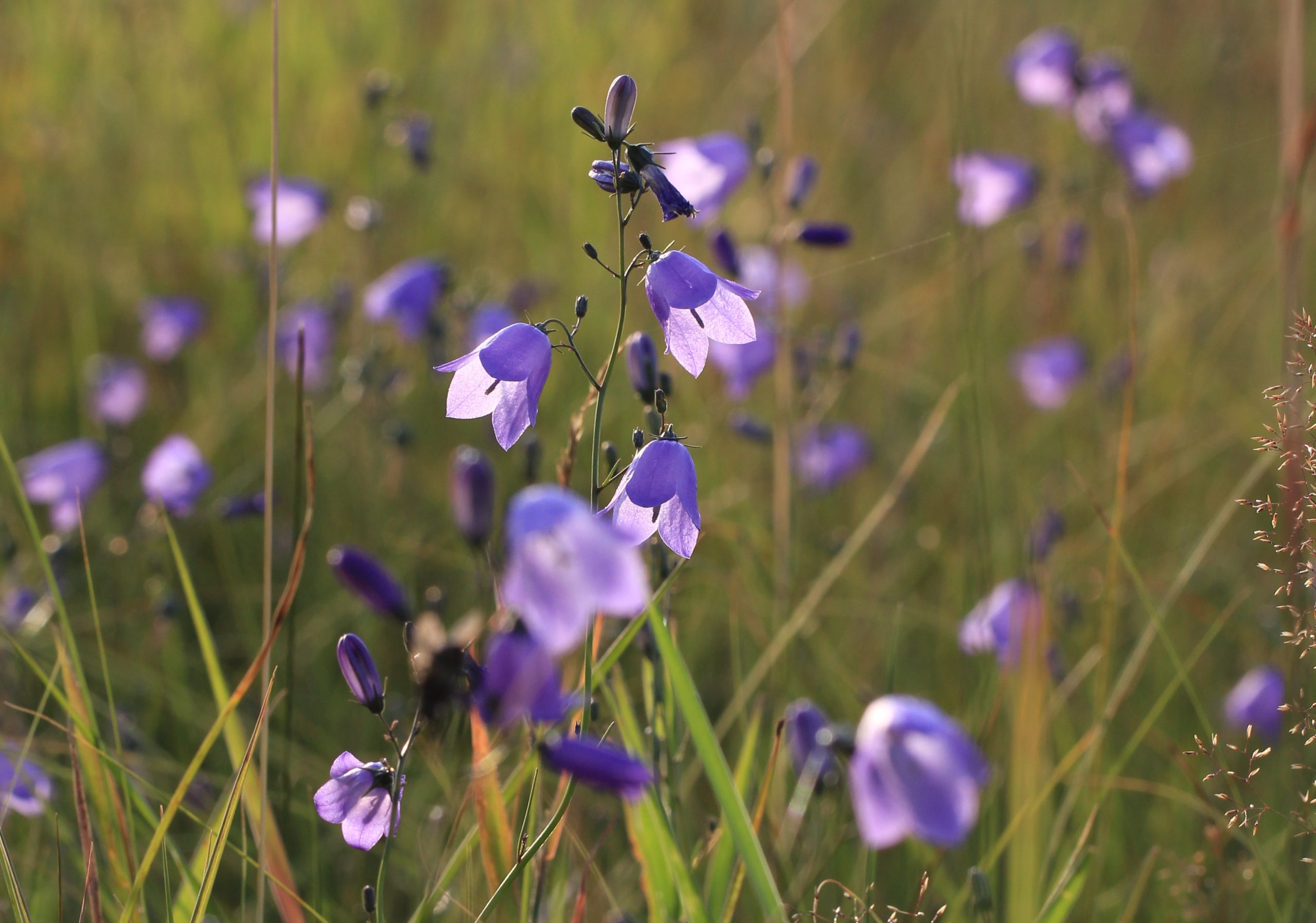 Paarse klokbloemen in een groene weide, tegen een zachte achtergrond.