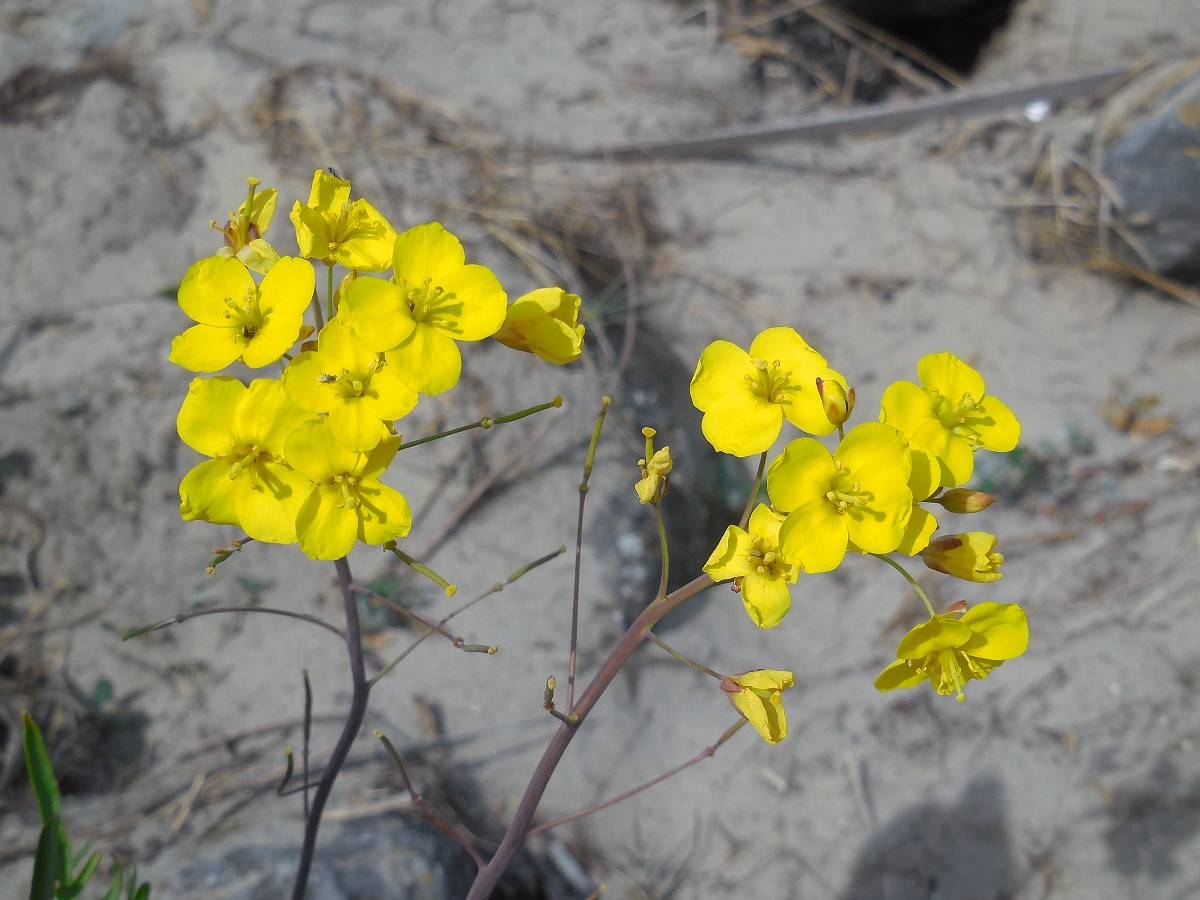 Gele bloemen bloeien op dunne stengels op een zanderige ondergrond.