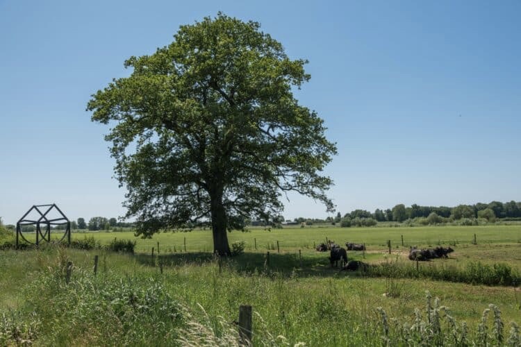 mooiste boom van het jaar
