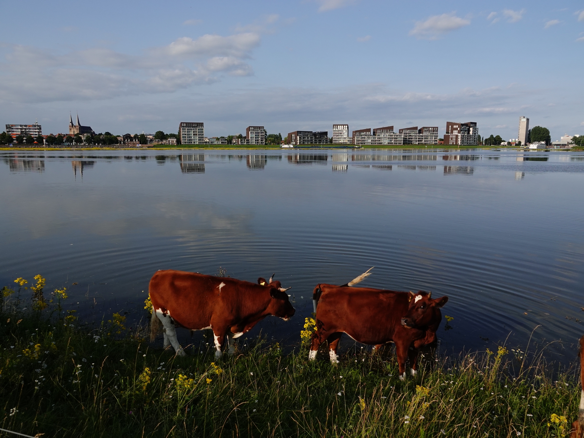 Uiterwaarden bij Deventer Nevengeul IJsselbiënnale 2025