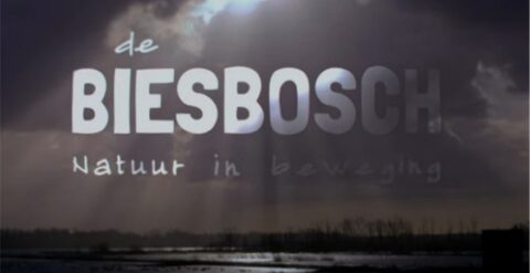 Natuurbeleving in de filmzaal: de Biesbosch, natuur in beweging