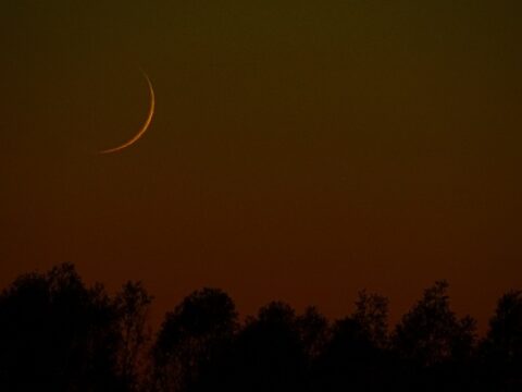 Nacht van de vleermuis