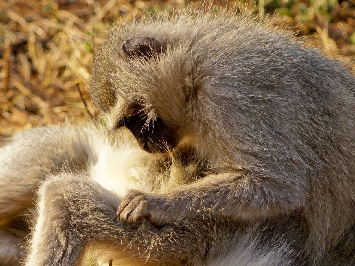 Natuurlijke markten voor samenwerking