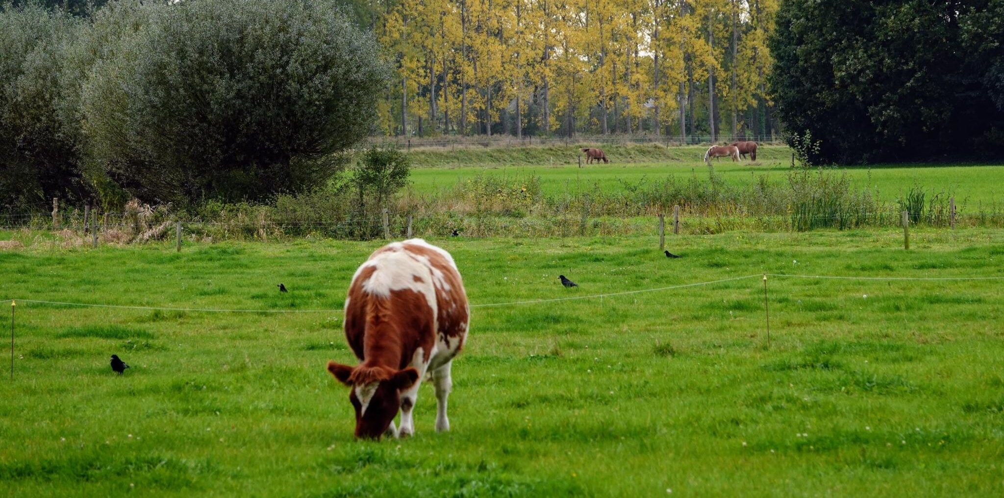 Landschap omgeving Deventer