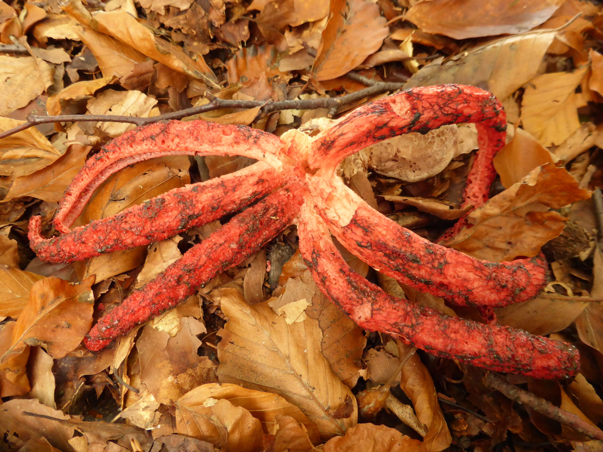 Inventarisatie van paddenstoelen