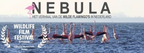 Film over flamingo's