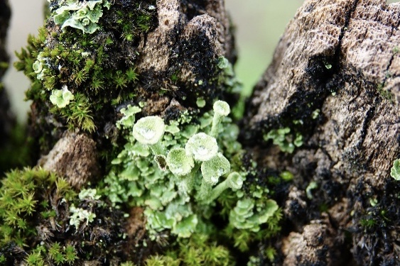 Korstmossen en mos groeien op een verweerd stuk boomschors.