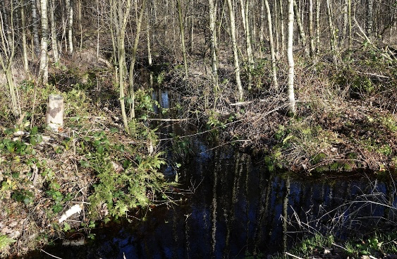 Een bosbeek slingert door een dichtbegroeid bos met kale bomen en groene struiken.