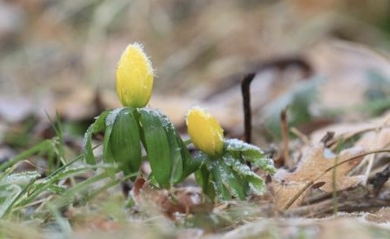 Twee gele bloemknoppen met rijp omgeven door herfstbladeren en gras.