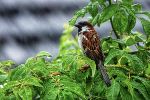 Mus op groene bladeren tijdens regen.