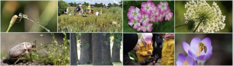 Natuurcollage: insecten, bloemen, bomen en mensen in het veld, inclusief een bij op een bloem.