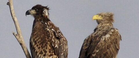 Twee arenden zitten naast elkaar op takken, met een grijze lucht als achtergrond.