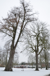 Twee kale bomen in een besneeuwd park met gebouwen op de achtergrond.