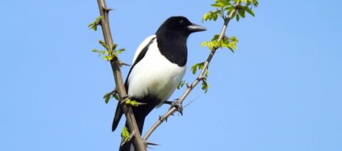 Ekster zit op een tak met groene bladeren, tegen een heldere blauwe lucht.