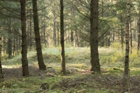 Bosrijk landschap met hoge bomen, een zonbeschenen open plek en groene varens op de grond.