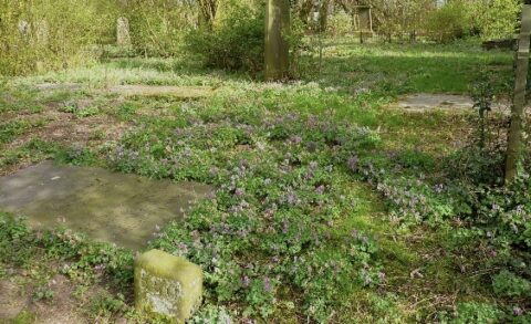 Begroeide stenen op een rustige, groene begraafplaats met wilde bloemen en zonlicht.