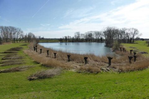 Kleine vijver omgeven door knotwilgen en grasland onder een blauwe lucht.