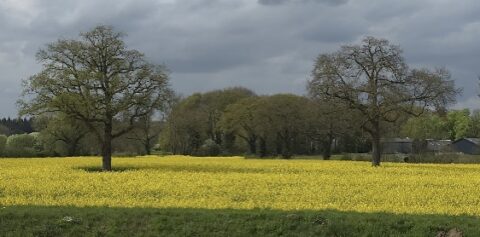Twee bomen in een veld met gele bloemen onder een bewolkte hemel.