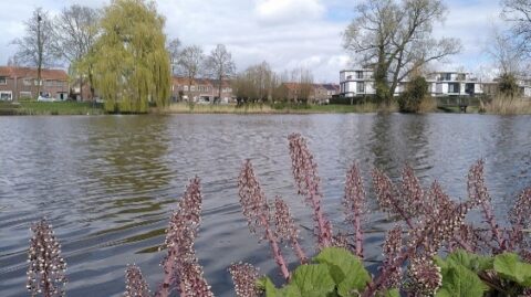 Voorgrond met paarse bloemen, een vijver en huizen bij bomen aan de overkant onder een bewolkte hemel.