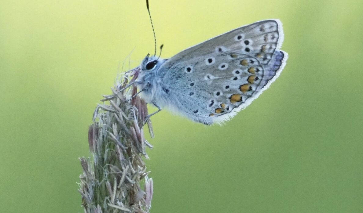 Blauwe vlinder op bloeiende grasstengel tegen een zachte, groene achtergrond.