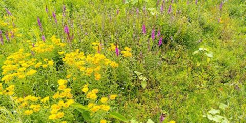 Bloemenweide met gele en paarse bloemen tussen groen gras.