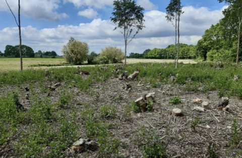 Open veld met boomstronken, omgeven door gras en bomen onder een bewolkte hemel.