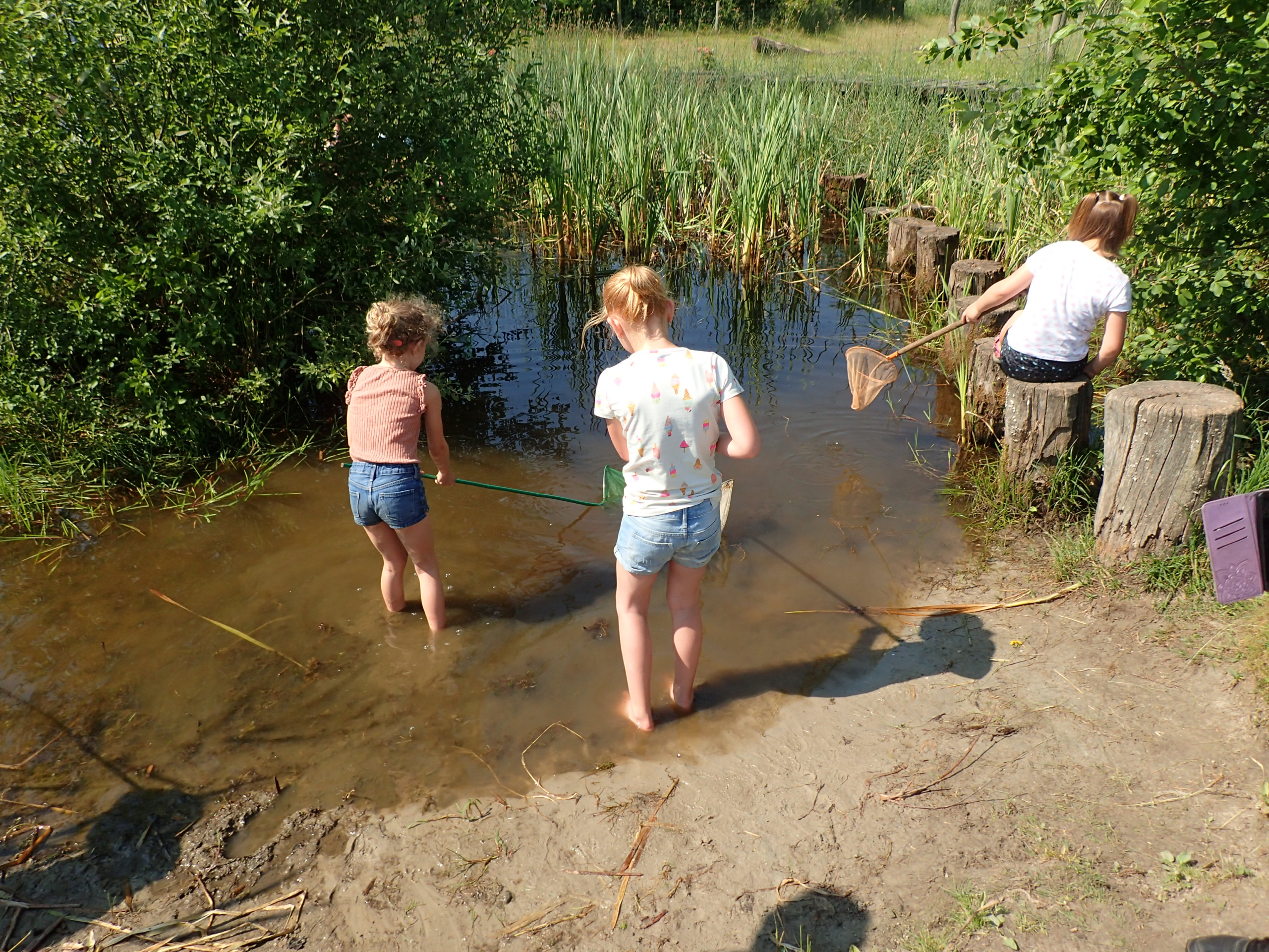 Kinderen vangen waterdiertjes met schepnetten in een ondiepe vijver omringd door riet.