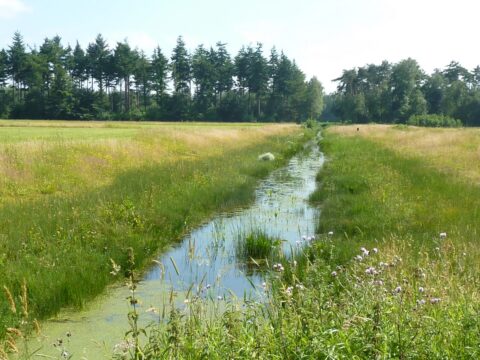 Sloot door groen grasland met wilde bloemen en bomen op de achtergrond onder een blauwe hemel.