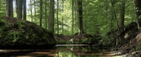 Boslandschap met stroom, omgeven door hoge bomen en mosbedekte stenen, weerspiegeld in het water.