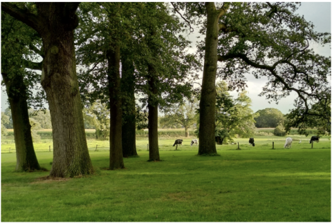 Bomen in een groene weide met grazende koeien op de achtergrond.
