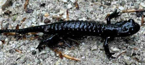 Zwarte salamander op grindweg, met glanzende huid en duidelijk zichtbare poten.