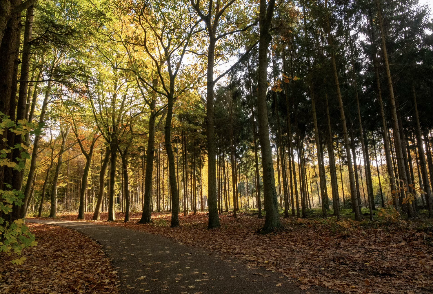 Een kronkelend bospad omgeven door hoge bomen met herfstbladeren in warme tinten.