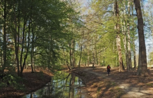 Wandelaar op bospad langs smalle beek; bomen met lentebladeren omringen het pad.