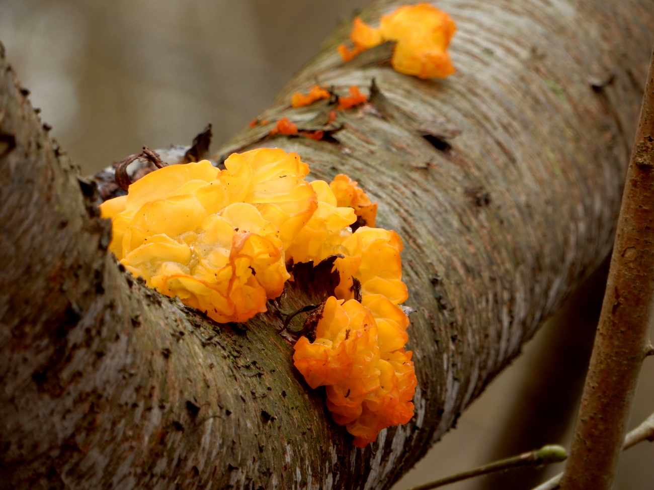 Verslag paddenstoelen excursie Diepenheim