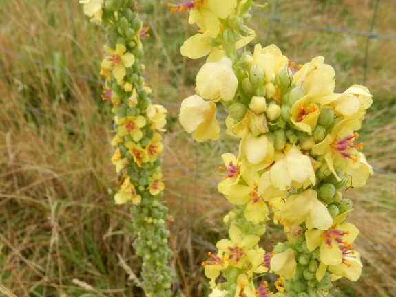 zwarte toorts