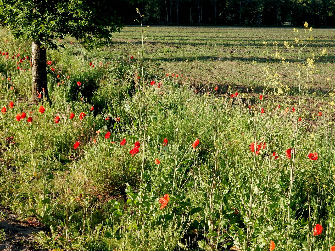biodiversiteit in de Hof