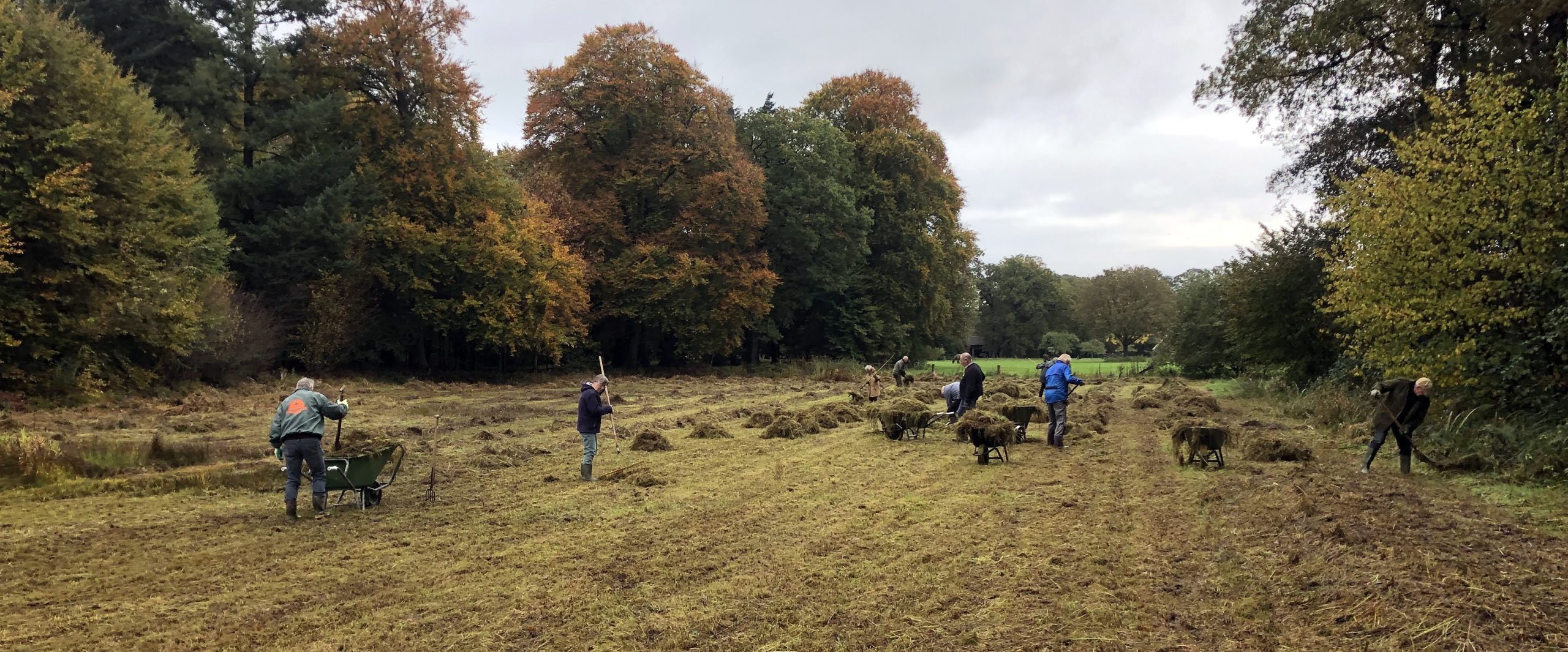 Mensen harken gras in een herfstig boslandschap, met kruiwagens gevuld met gemaaid gras.