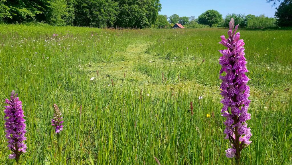 Paarse bloemen in een groene weide met een pad en een huisje in de verte.