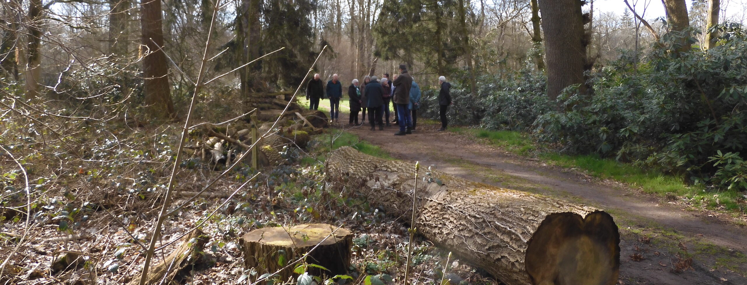 Een groep mensen in het bos naast omgezaagde bomen.