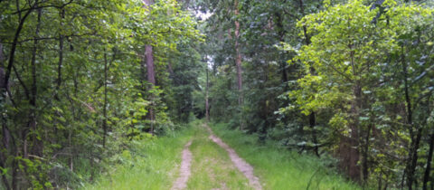 Bosweg omringd door groene bomen en struiken.