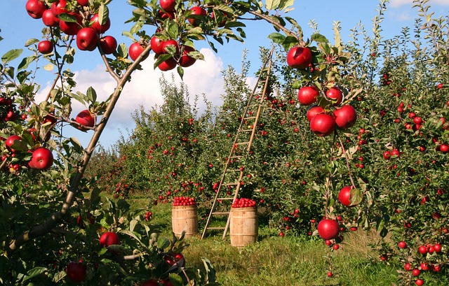 Appelboom