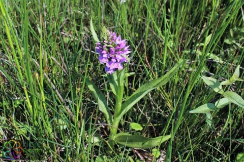 Rietorchis