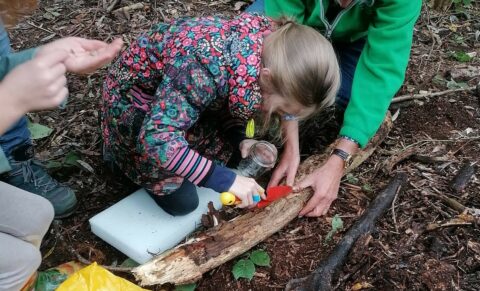 Bodemdiertjes uit de schors peuteren