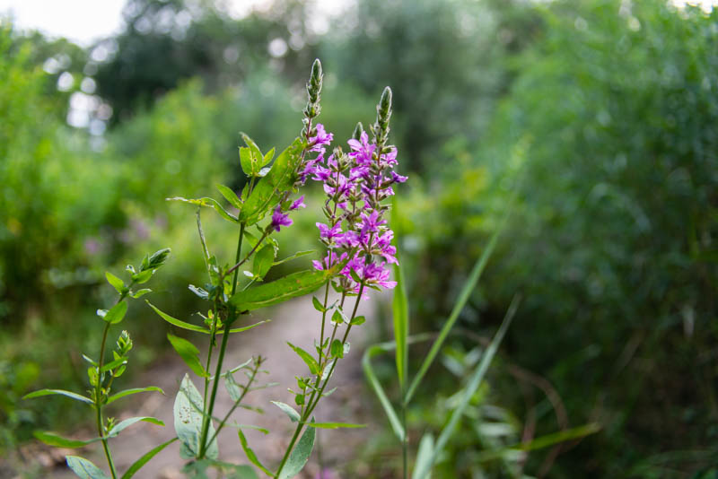 Paarse bloemen langs een wandelpad in een groene, natuurlijke omgeving.