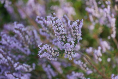 Erica in bloei