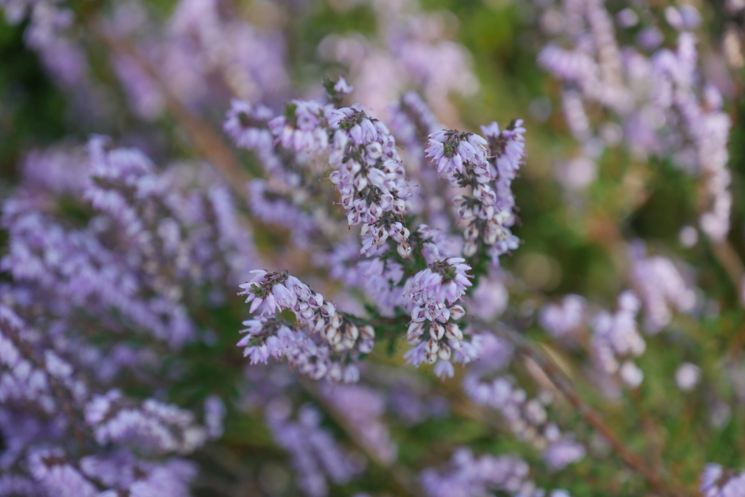 Erica in bloei
