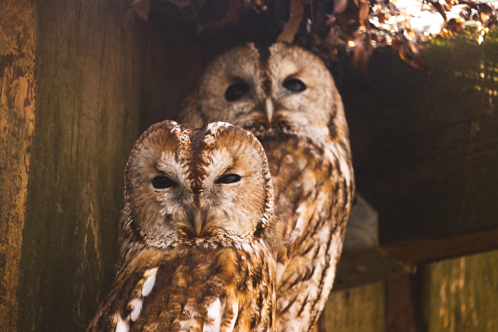 Twee bosuilen rusten dicht bij elkaar op een houten plank, geflankeerd door bladeren.