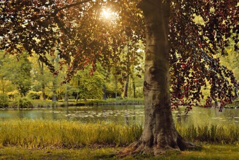 Rode beuk in het Arboretum Oudenbosch